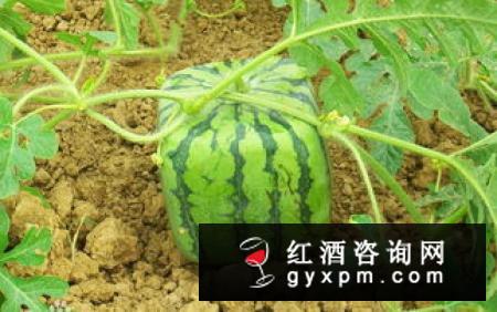 桃花白芷酒祛斑是真的假的 桃花白芷酒有什么功效