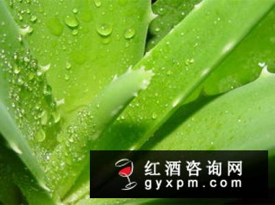 桃花白芷酒祛斑是真的假的 桃花白芷酒有什么功效