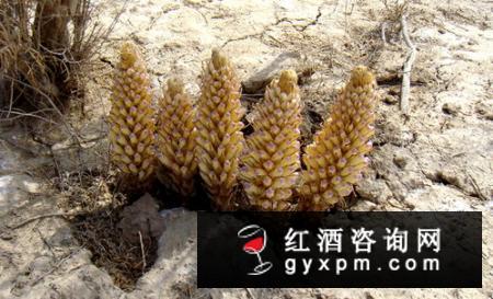 山兰酒要怎么喝?对人体有什么好处?