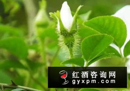 板栗泡酒有壮阳功效吗